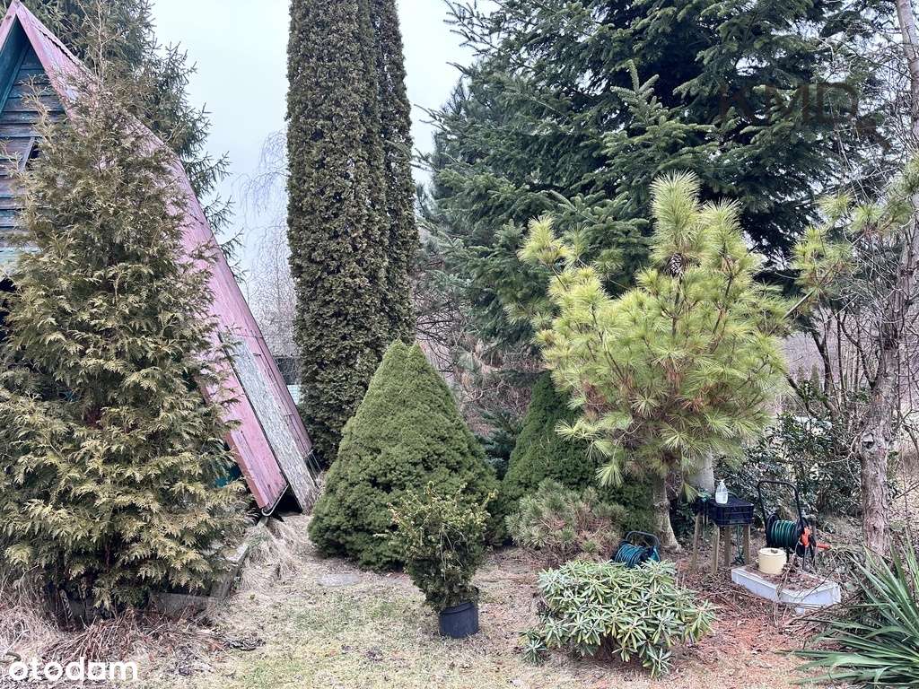 Działka ROD  Wspólny Sad. - Pełny obrazek: 4/15