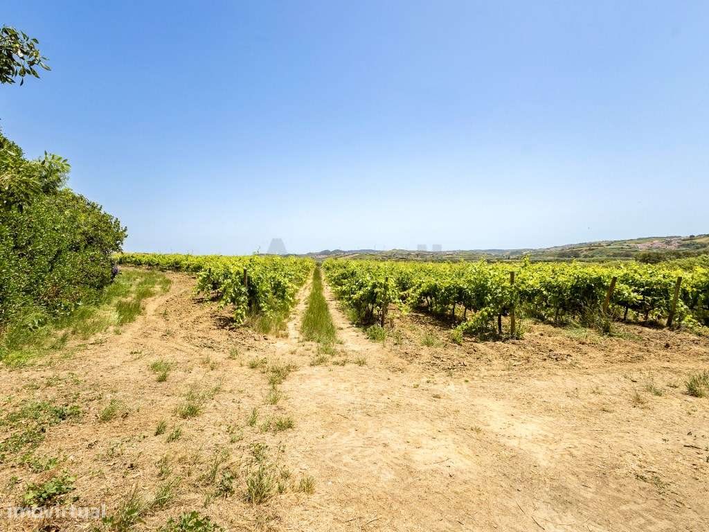 Quinta em Pleno Coração de Torres Vedras-25