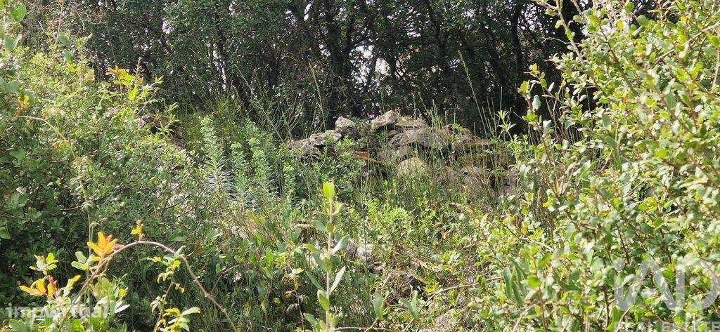Terreno Agrícola em Igreja Nova e Cheleiros - Grande imagem: 2/30