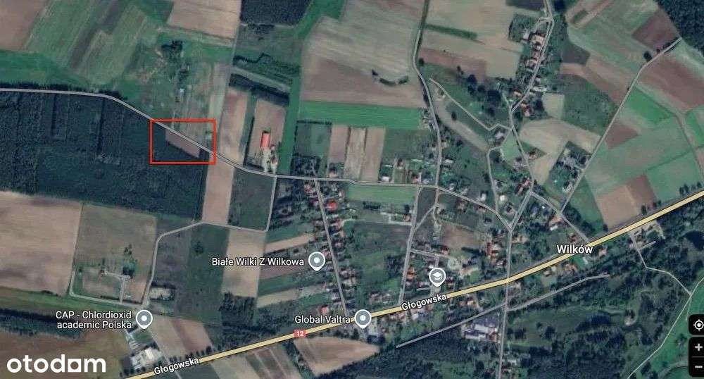 Dziełka budowlana, otoczona lasem, 30 arów, Wilków