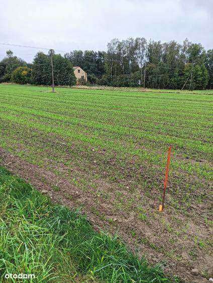 Sprzedam działki budowlane Czarnogłów gm.Dobre-12