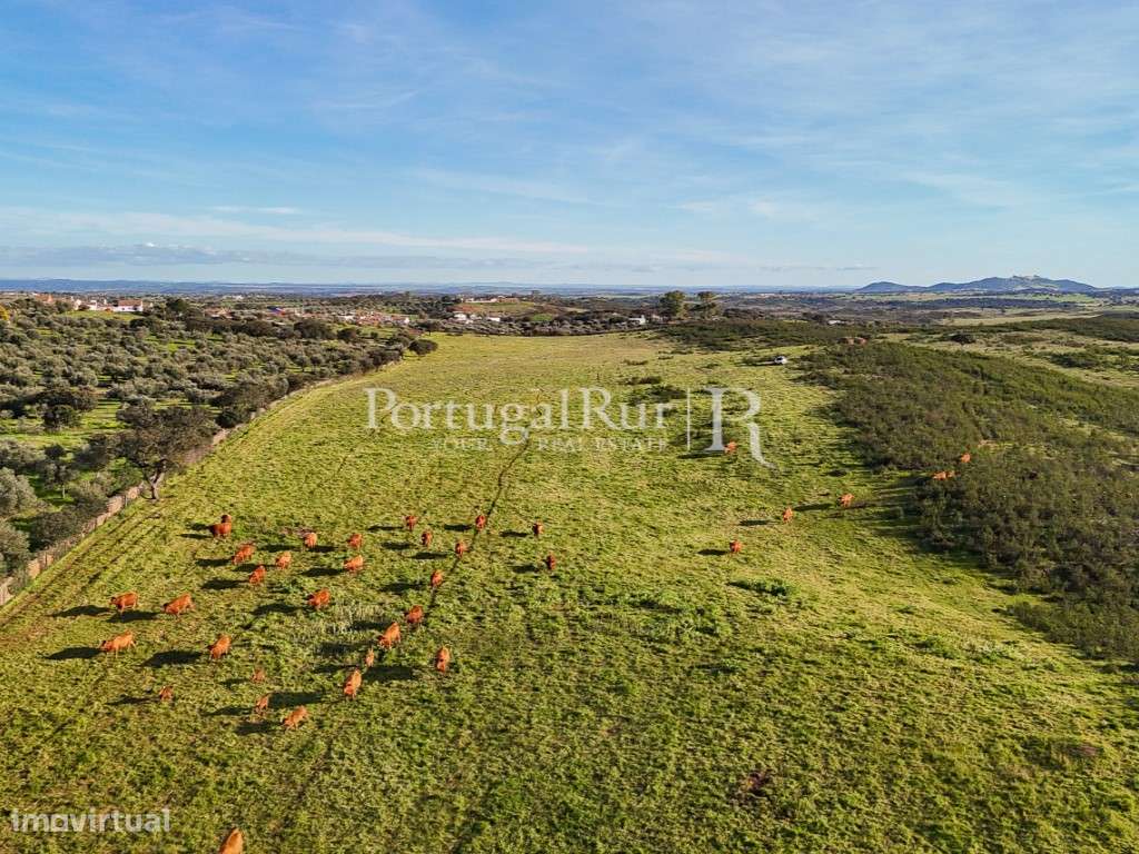 Herdade de 23 hectares com construções rurais - Grande imagem: 5/19