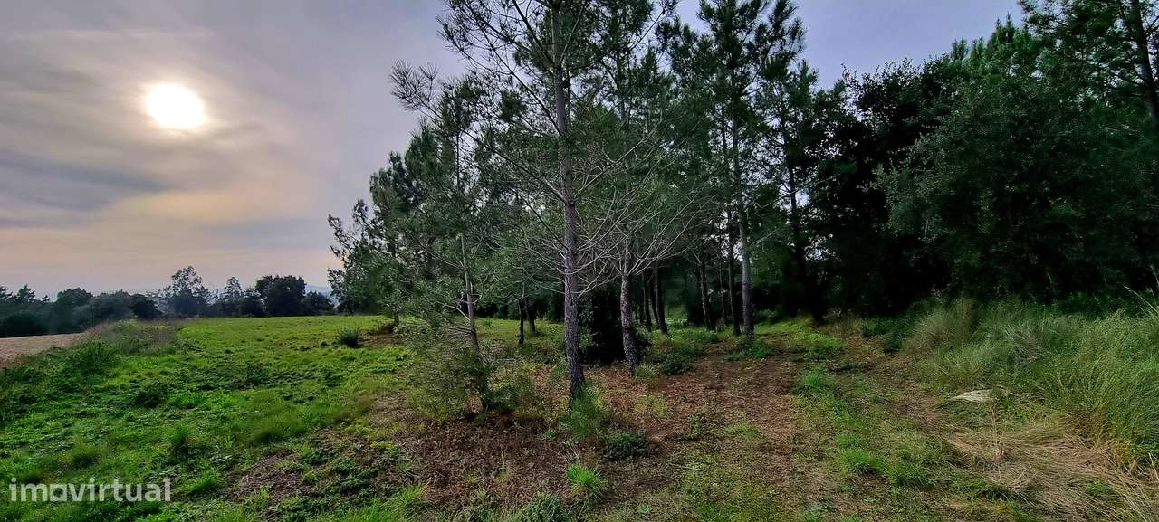 Apresento terreno com total de 5 520m2, localizado na Lapa, Cartaxo-6