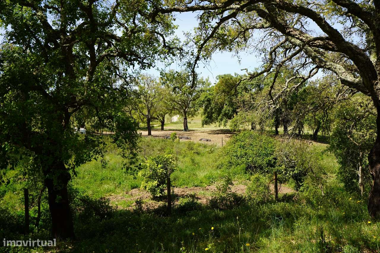 Terreno rústico no Litoral Alentejano - Grande imagem: 5/24