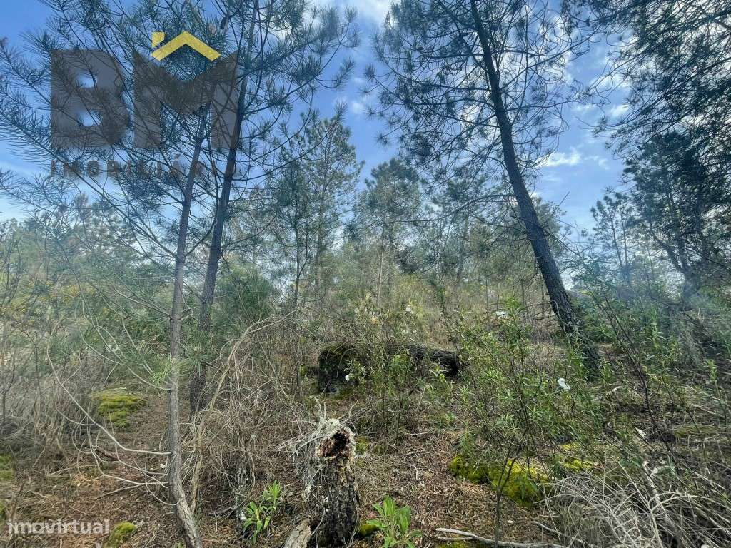 Terreno rustico com 9000m2 em Tinalhas - Grande imagem: 3/10