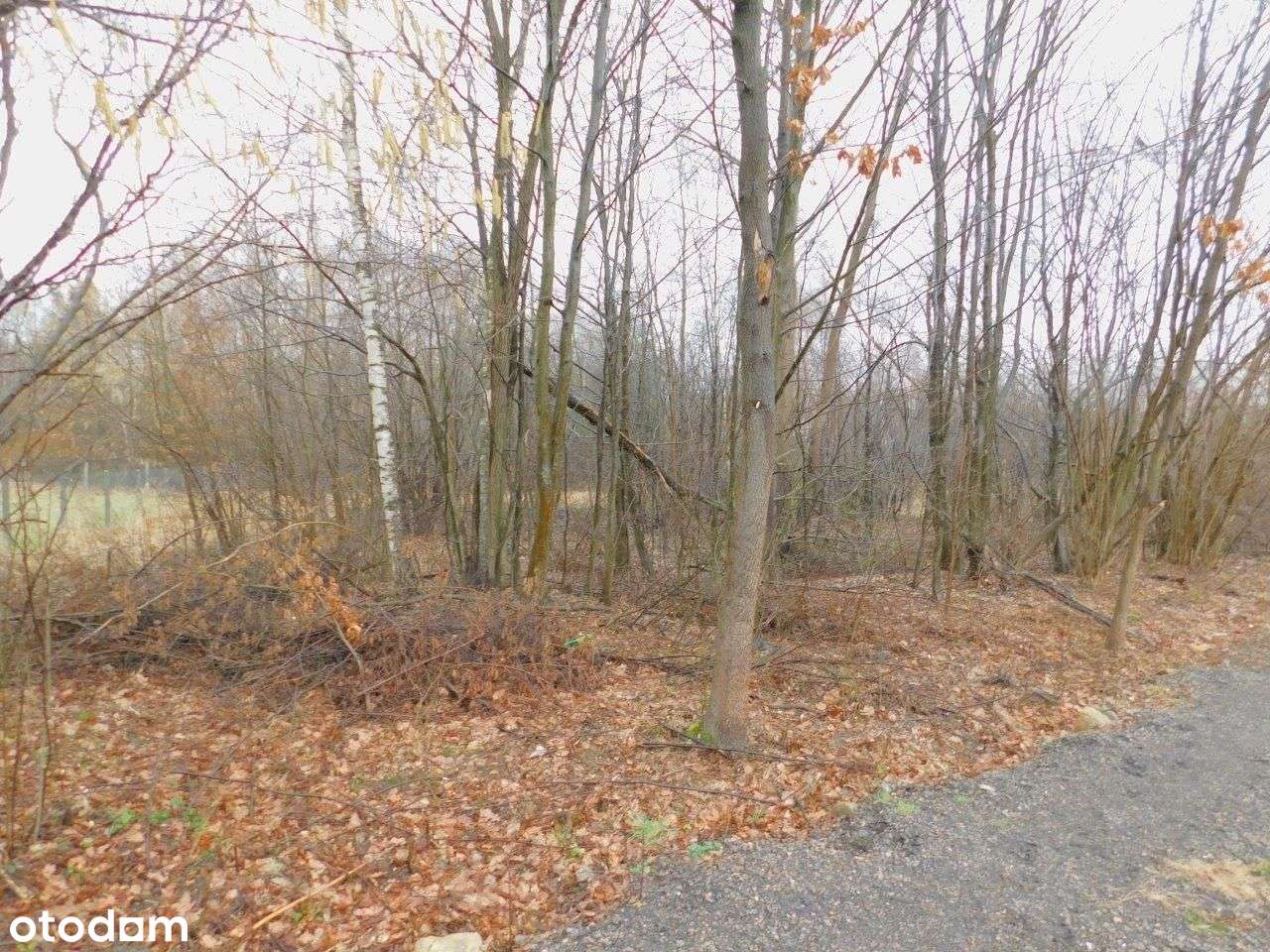 Syndyk sprzeda - Stefanków - Pełny obrazek: 5/8