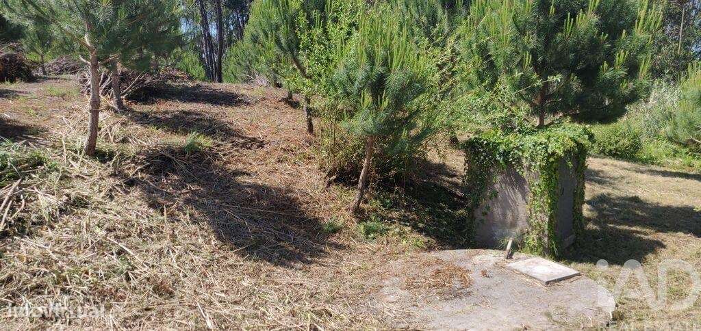 Terreno Agrícola em Monte Real e Carvide - Grande imagem: 4/10