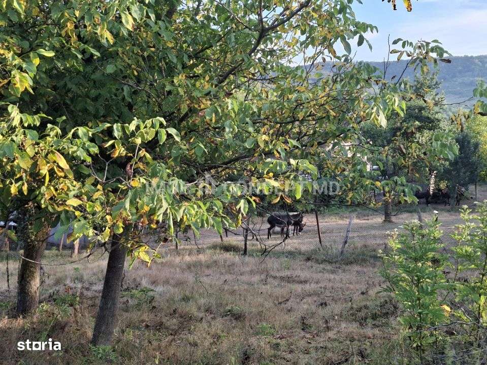 Teren spectaculos cu padure, livada si priveliste panoramica in Soimar-8