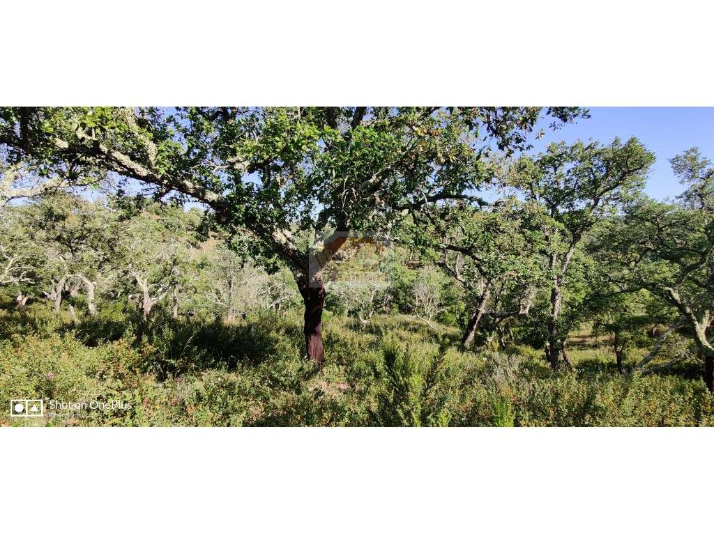 Terreno de 6,2ha com vista de mar e serra próximo de Santiago do Ca... - Grande imagem: 5/10