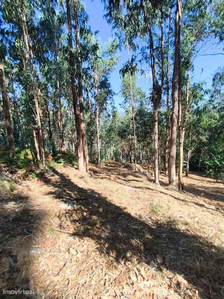 Terreno Rústico com 5.720m² no Gerês, Excelente Acesso e Proximidade a - Grande imagem: 5/12