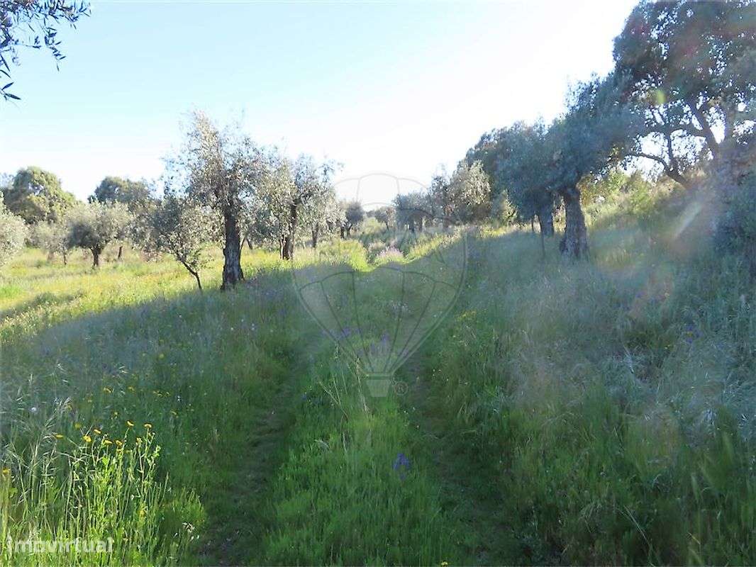 Quinta  para venda - Grande imagem: 4/22