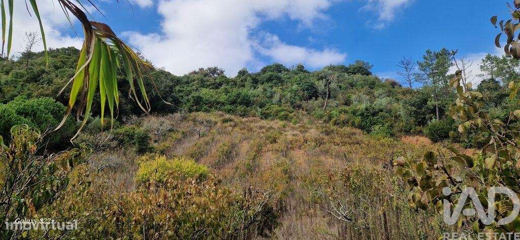 Terreno em Azueira e Sobral da Abelheira de 18259,00 m2 - Grande imagem: 4/23