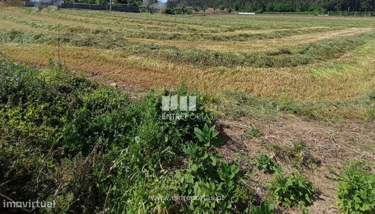 Venda de Terreno com 15 000 m2, Vilar, Vila do Conde - Grande imagem: 4/11