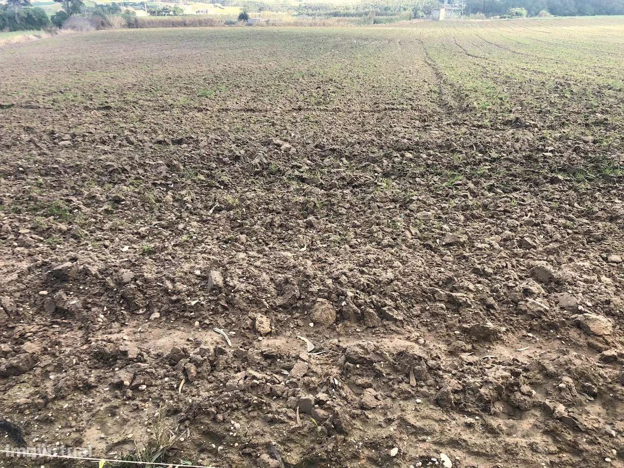 Terreno agrícola, indiviso, de 7000 m² na Vila de Atouguia Da Baleia - Grande imagem: 4/7