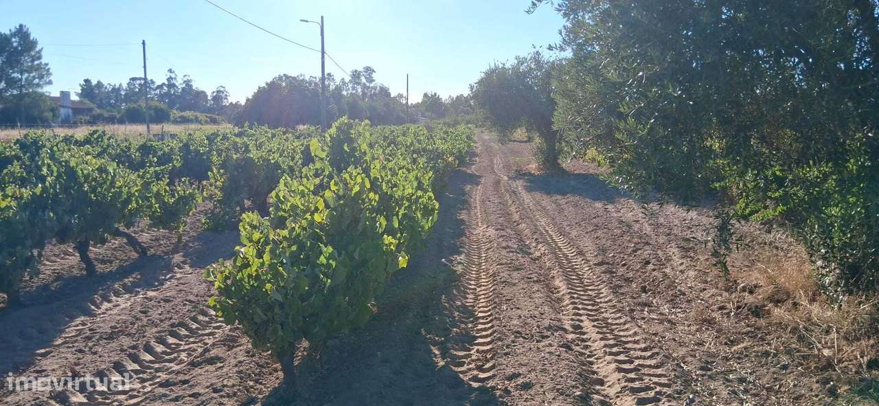 Terreno 5320 m2 – Glória do Ribatejo – Salvaterra de Magos-8