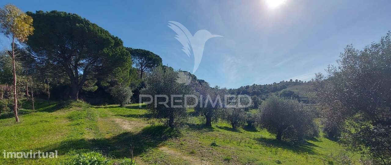 Terreno Rústico, Olival em Arneiro das Milhariças, Santarém. - Grande imagem: 5/15
