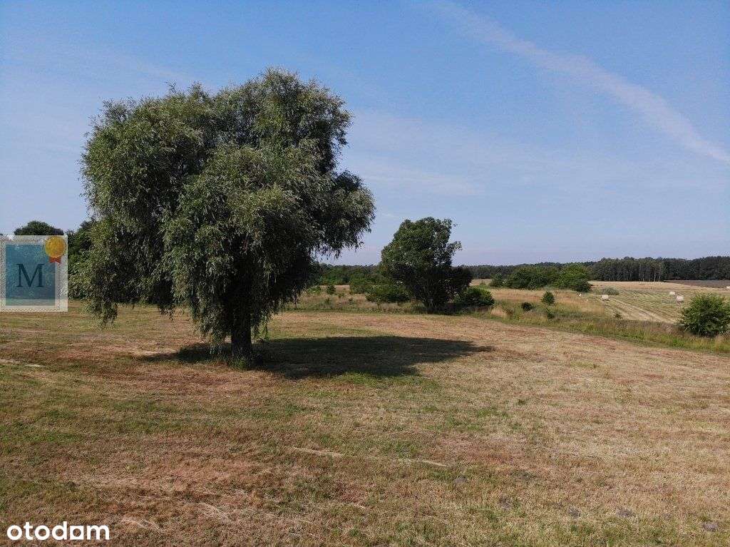 Cisowa | gm. Lipinki Łużyckie | wydane Wz - Pełny obrazek: 5/5