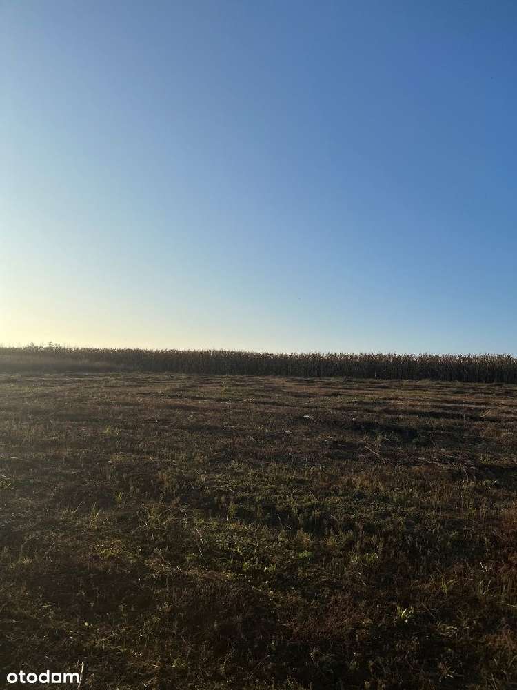 Działka Budowlana Rybno Wielkie - MEDIA - 1219 m² - Pełny obrazek: 4/5