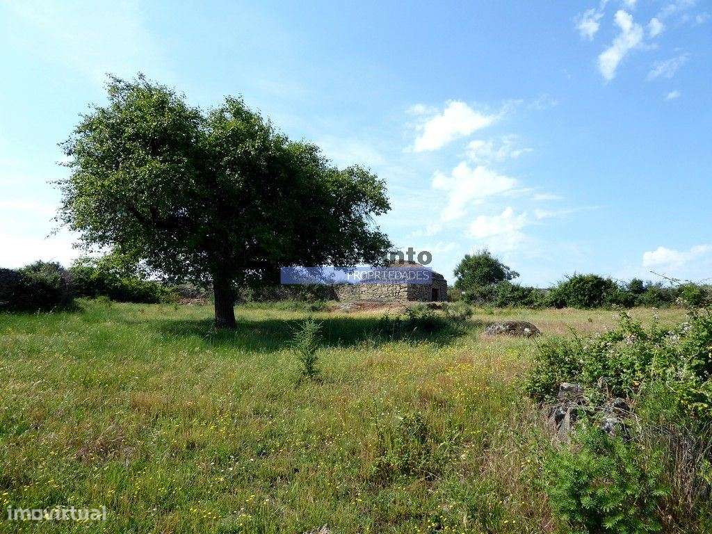 250 000 m2 agrícolas e casas em ruínas. Portugal, F. C. Rodrigo - Grande imagem: 5/9