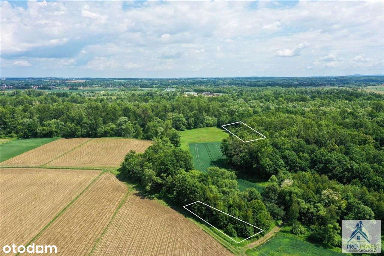 Własny las i tereny zielone – eko pasieka. - Pełny obrazek: 3/16