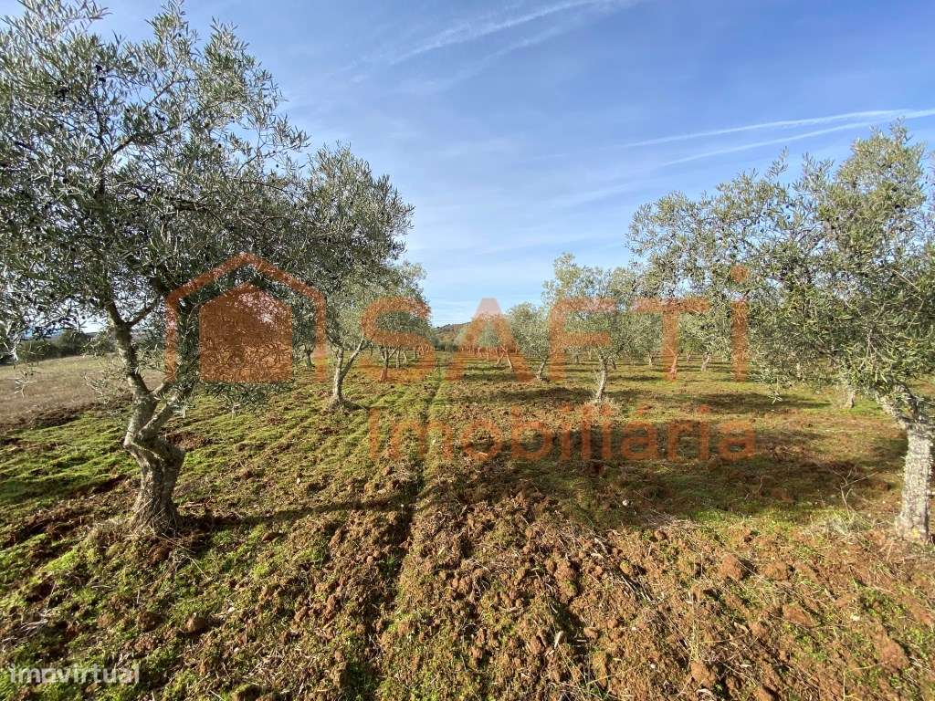 Olival de Excelência com 2,2 Hectares em Macedo de Cavaleiros - Pro...-17