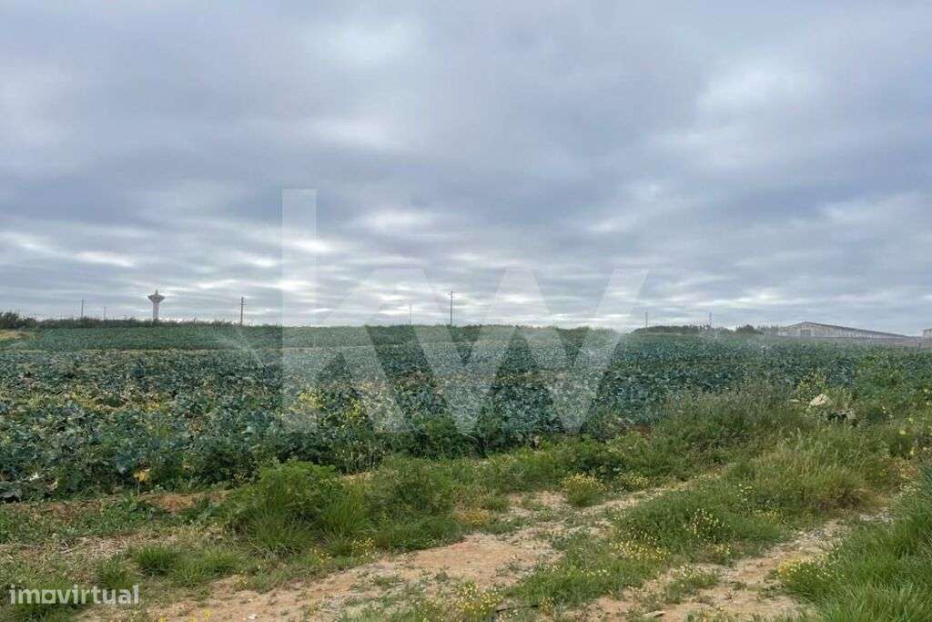 Terreno Agrícola em Peniche com mais de 1ha - Atouguia da Baleia - Grande imagem: 5/14