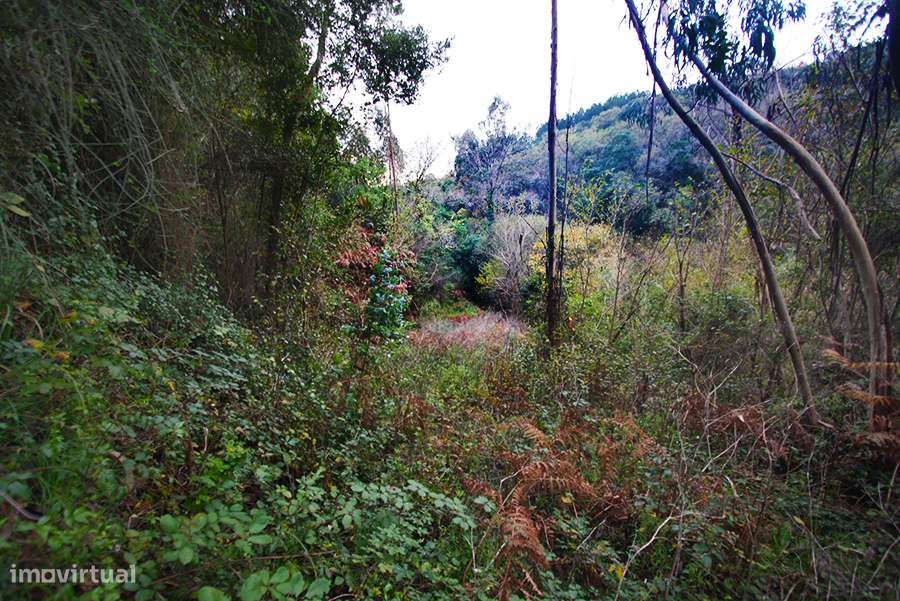 Grande propriedade, com floresta e 2 ruínas, Fraldeu, Óbidos-16