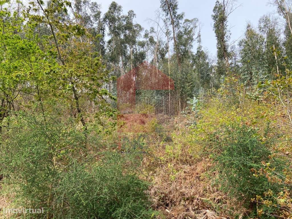 Terreno florestal em Penascais, Vila Verde - Grande imagem: 5/22