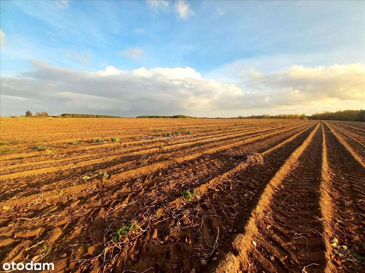 Dwie działki o łącznej powierzchni 0,595 ha - Pełny obrazek: 4/10