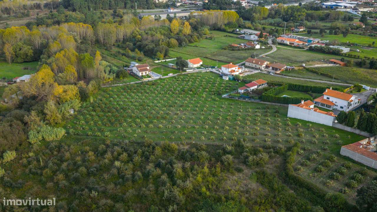 TERRENO– SANGALHOS, ANADIA-8