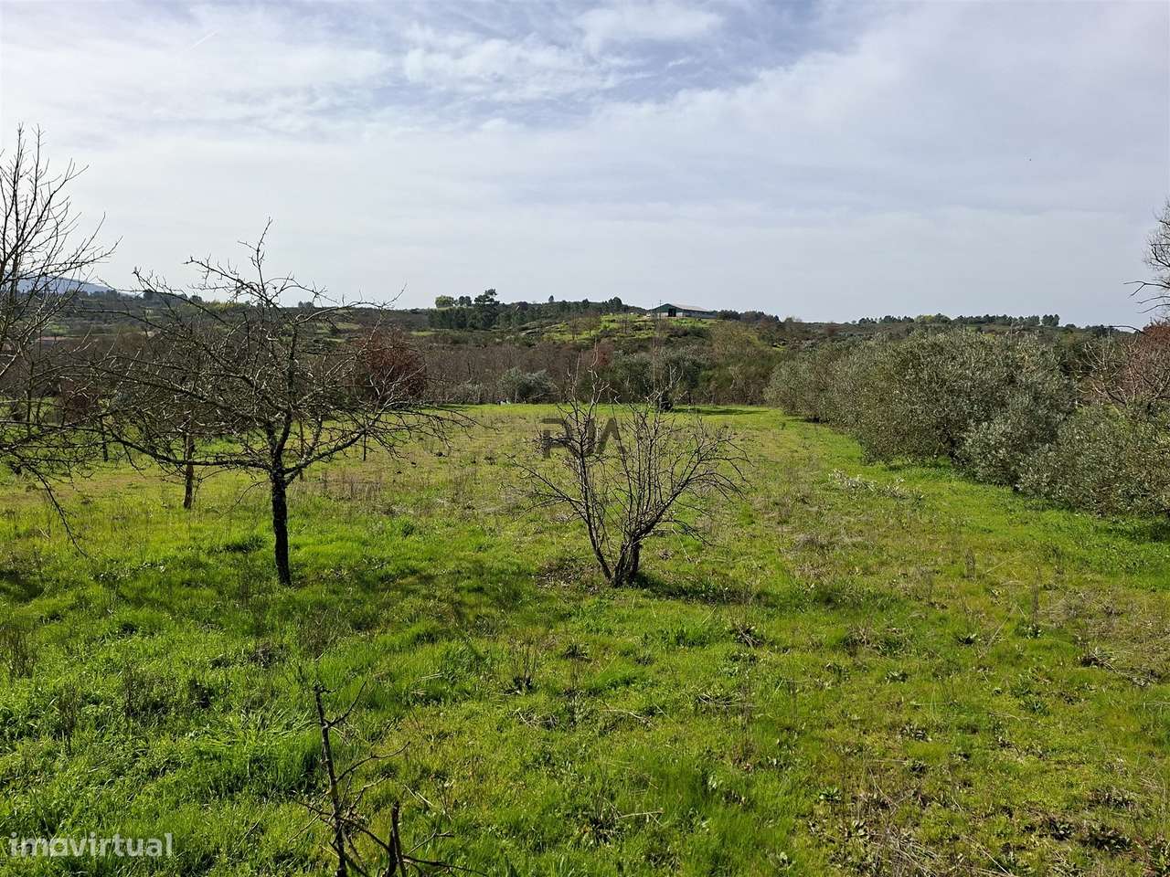Quinta com 2Ha em Vila Cortês da Serra, Gouveia-13