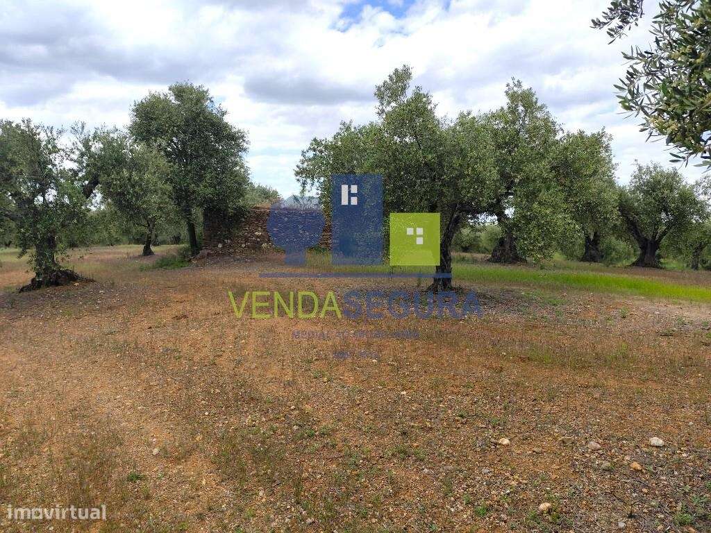 Olival 2,725 Ha | Sobral da Adiça - Grande imagem: 4/10