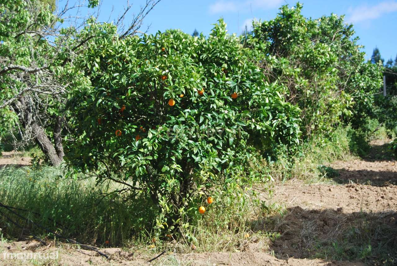 Terreno rústico 28200m2 em Vale do Junco, Chamusca, Golegã-25