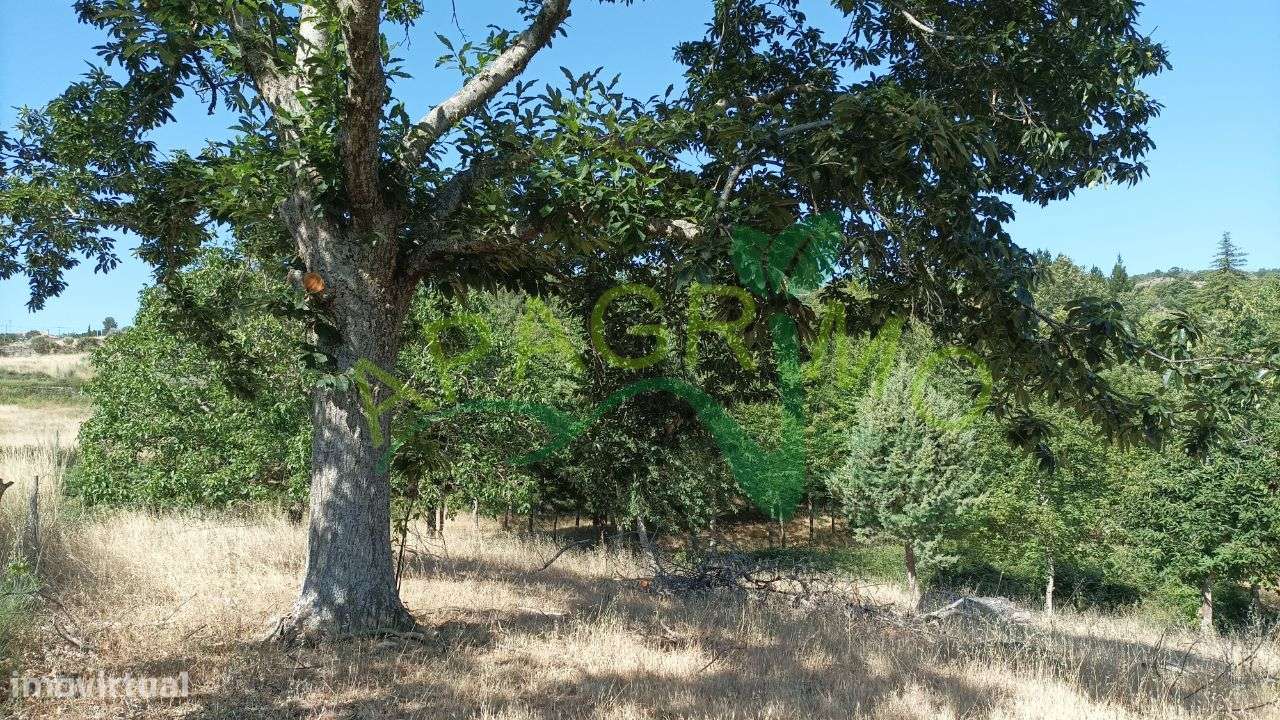 Terreno rústico "Fontelos" em Penela da Beira - Grande imagem: 4/19