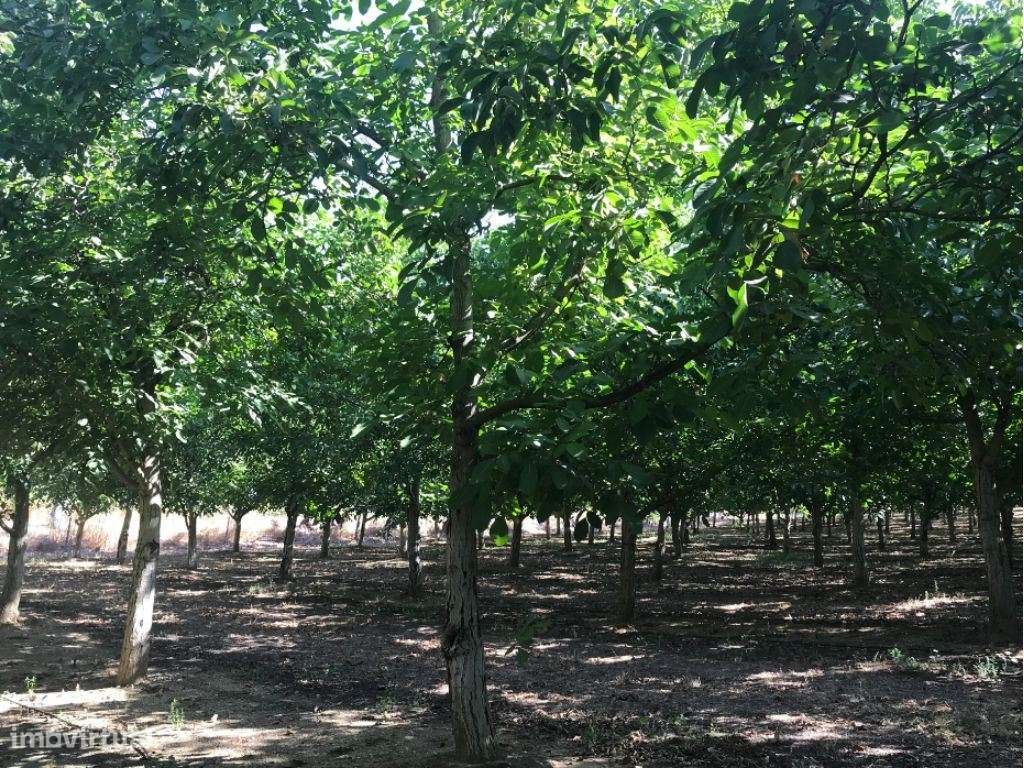 Estremoz Évora herdade 4ha com armazém de 600m2. Bom Investimento-7