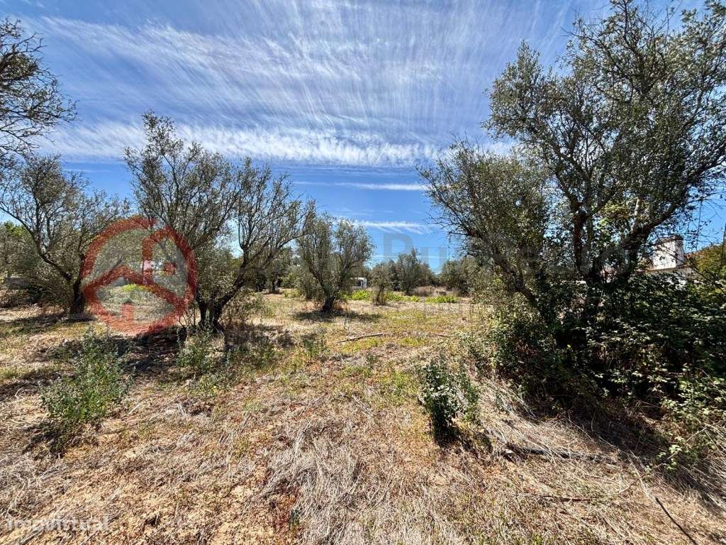 Quinta com moradia isolada e olival, no Couço, Coruche - Grande imagem: 4/31