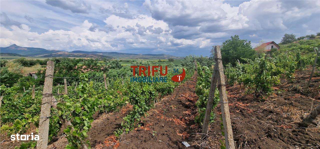 Teren extravilan 1400 mp de vânzare în Șard – deschidere la două străz - Imagine principală: 2/8