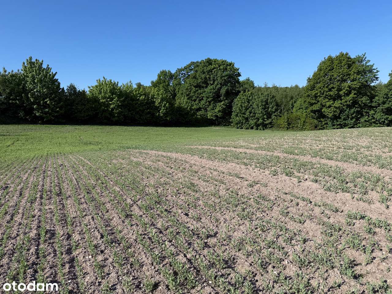 Chojnów, Okmiany, Okmiany - Pełny obrazek: 5/9