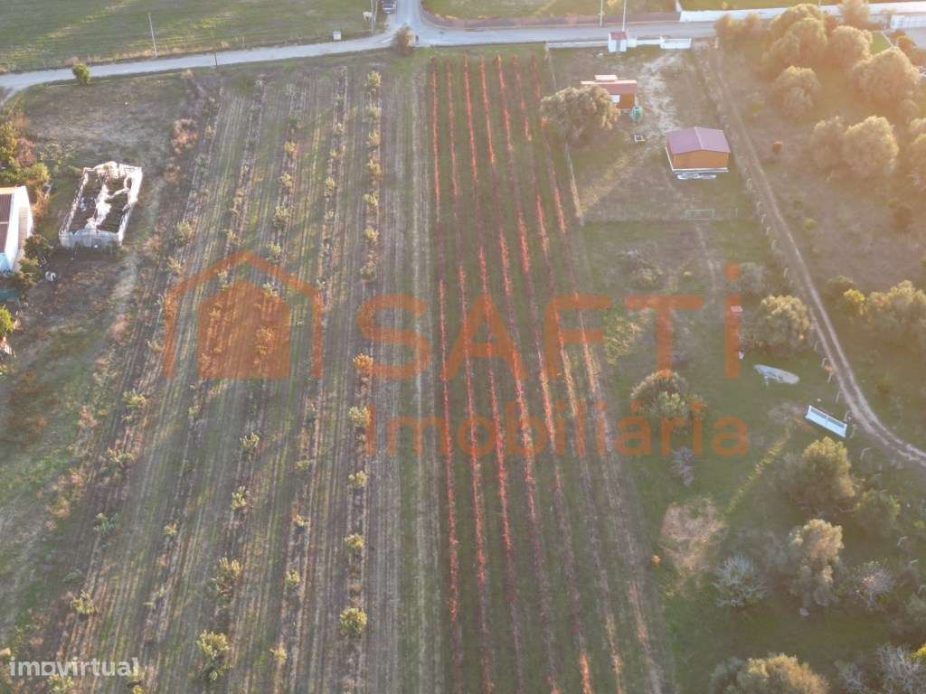 Terreno rústico com vinha em Algoz - Grande imagem: 5/12