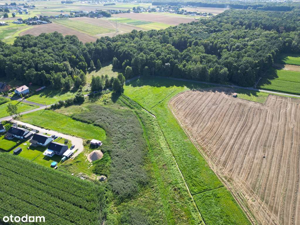 Malownicze Pasieki, las, media i asfalt ! - Pełny obrazek: 5/11