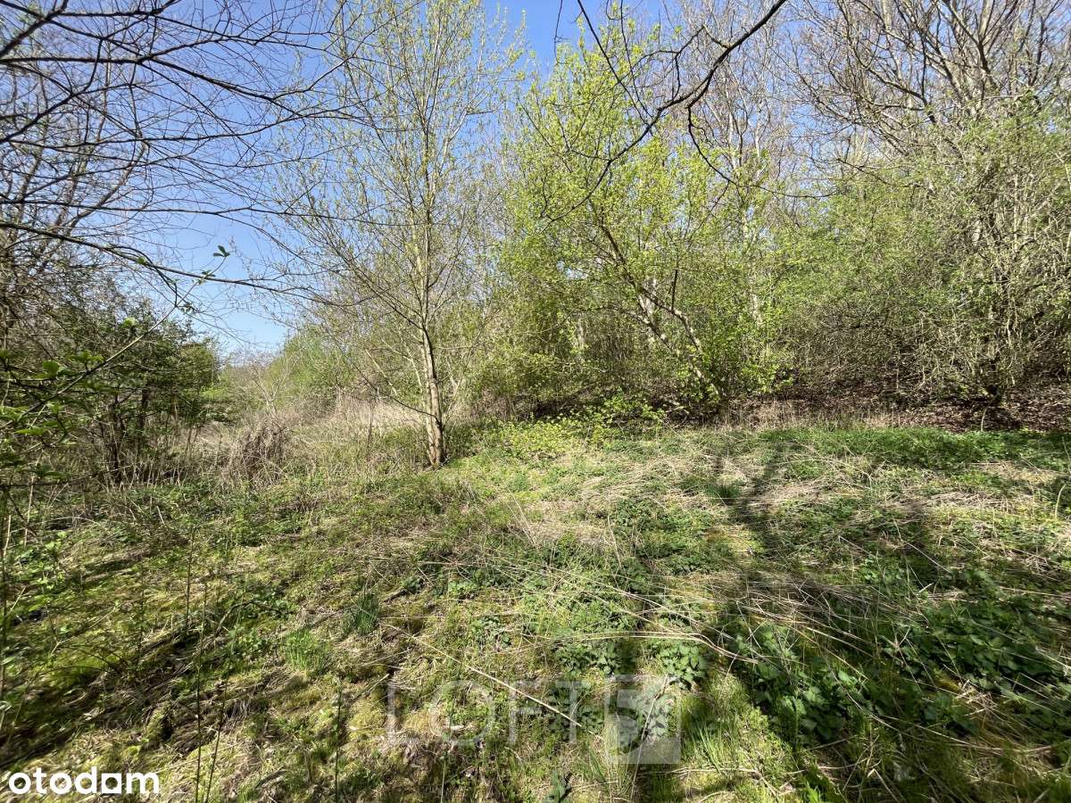 Działka nad Pilicą, Pacew-7