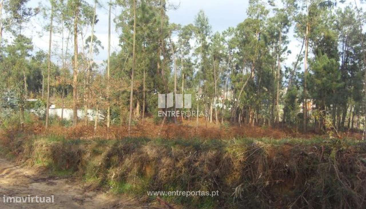 Terreno Agrícola - Vila Franca - Grande imagem: 4/30