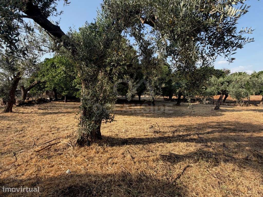 Moradia independente com 500 m2 de construção e terreno com 10.000 m2-6