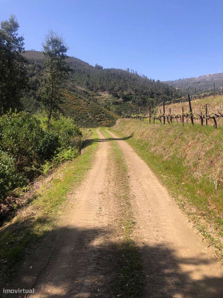 Quinta espetacular na região do vinho verde em plena produção-45