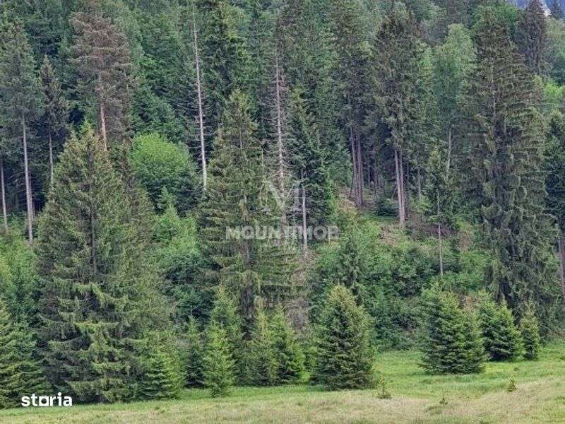 Teren intravilan în Poiana Brașov, 0% COMISION - Imagine principală: 4/7