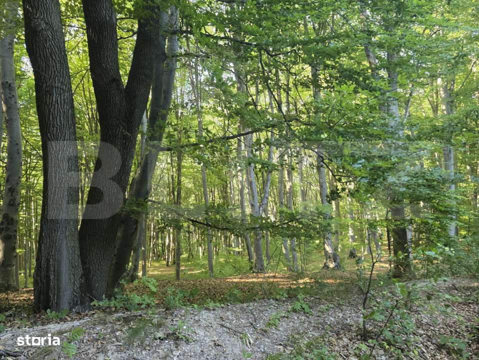 Teren de 524 mp  la liziera padurii Faget - Imagine principală: 1/7