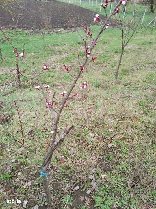 Teren intravilan de vanzare in Calarasi langa Turda! - Imagine principală: 1/7