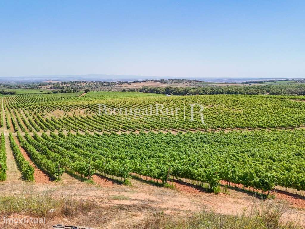 Herdade de 20,6 hectares com vinha e vocação turística - Grande imagem: 5/43