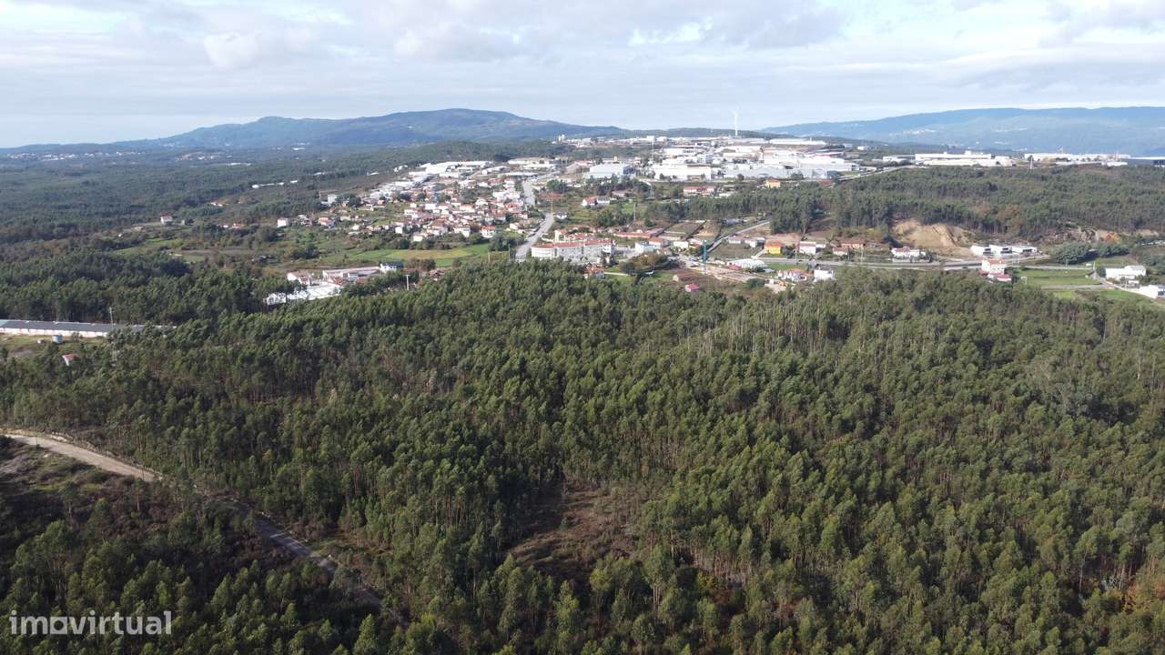 Terreno/Pinhal – Oliveira de Frades - Grande imagem: 5/5