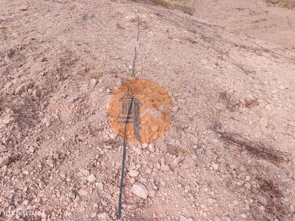 Terreno Rustico com plantação de alfarrobeiras-5